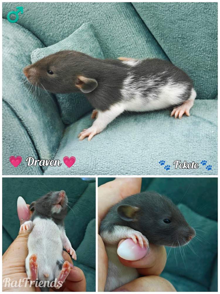 Fancy rat Available for rehoming Rattus norvegicus 