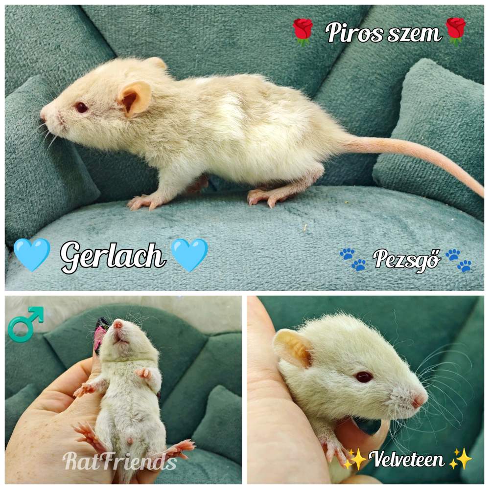 Fancy rat Available for rehoming Rattus norvegicus 