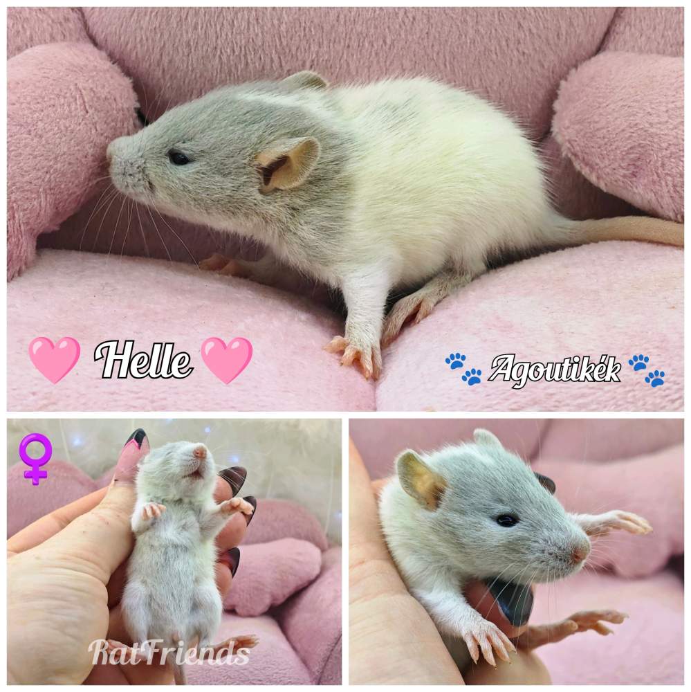 Fancy rat Available for rehoming Rattus norvegicus 