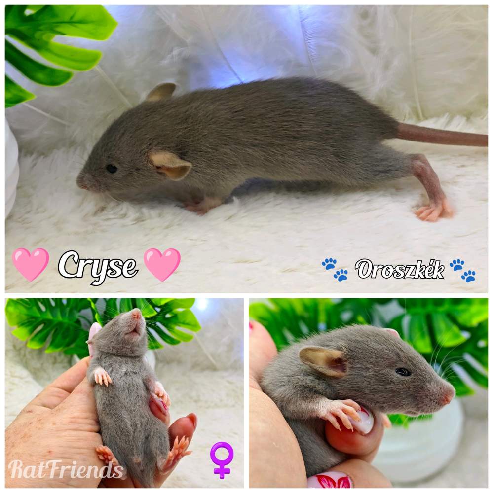 Fancy rat Available for rehoming Rattus norvegicus 