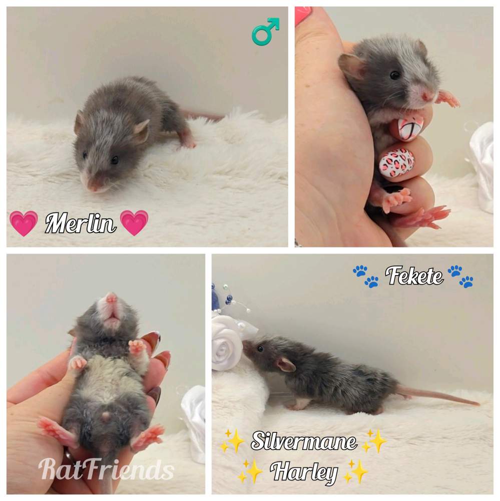 Fancy rat Pet only Rattus norvegicus 