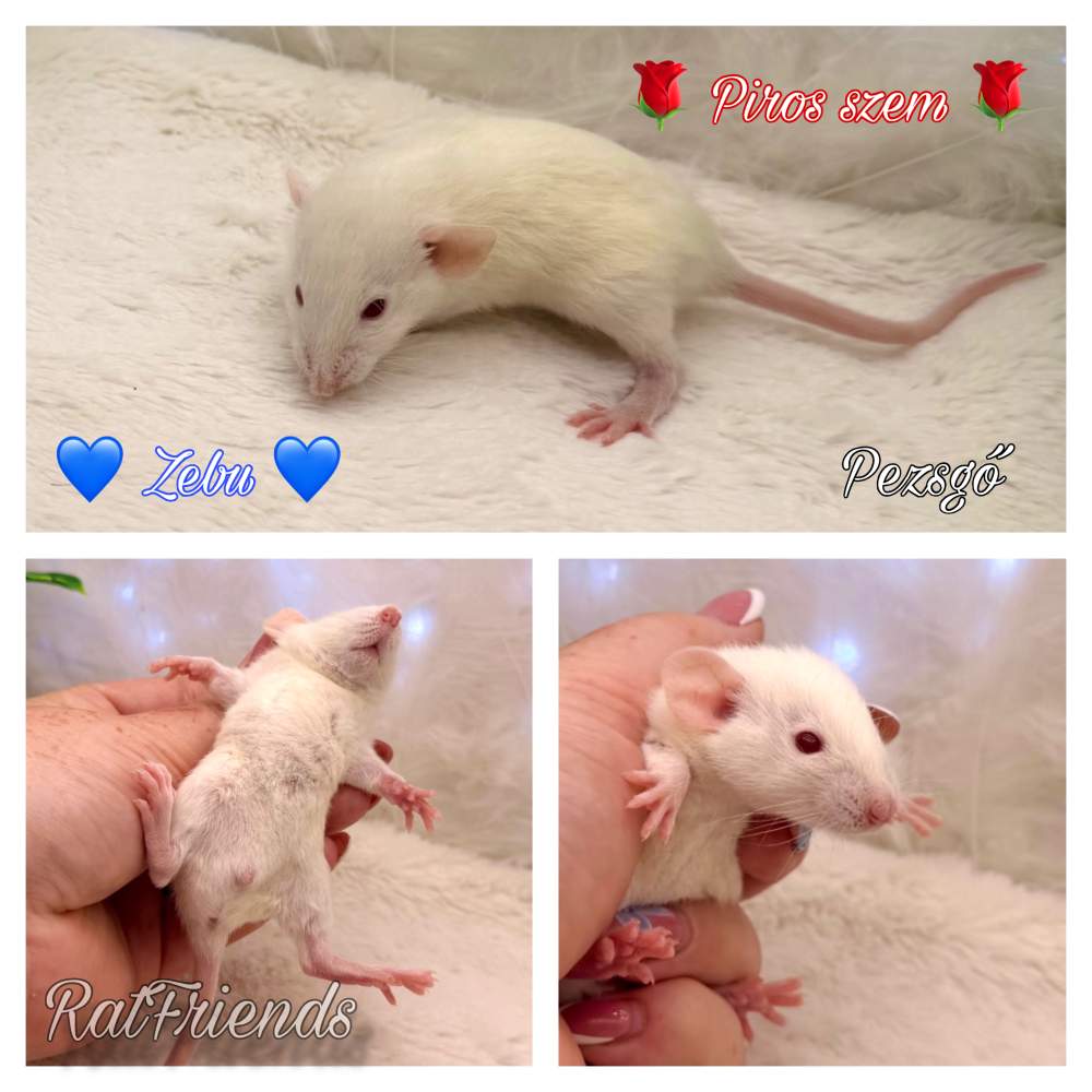 Fancy rat Available for rehoming Rattus norvegicus 