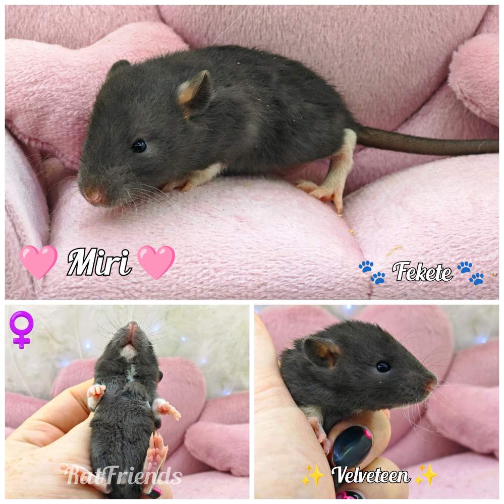 Fancy rat Available for rehoming Rattus norvegicus 