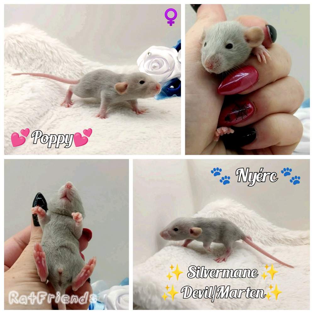 Fancy rat Owned by other Rattus norvegicus 