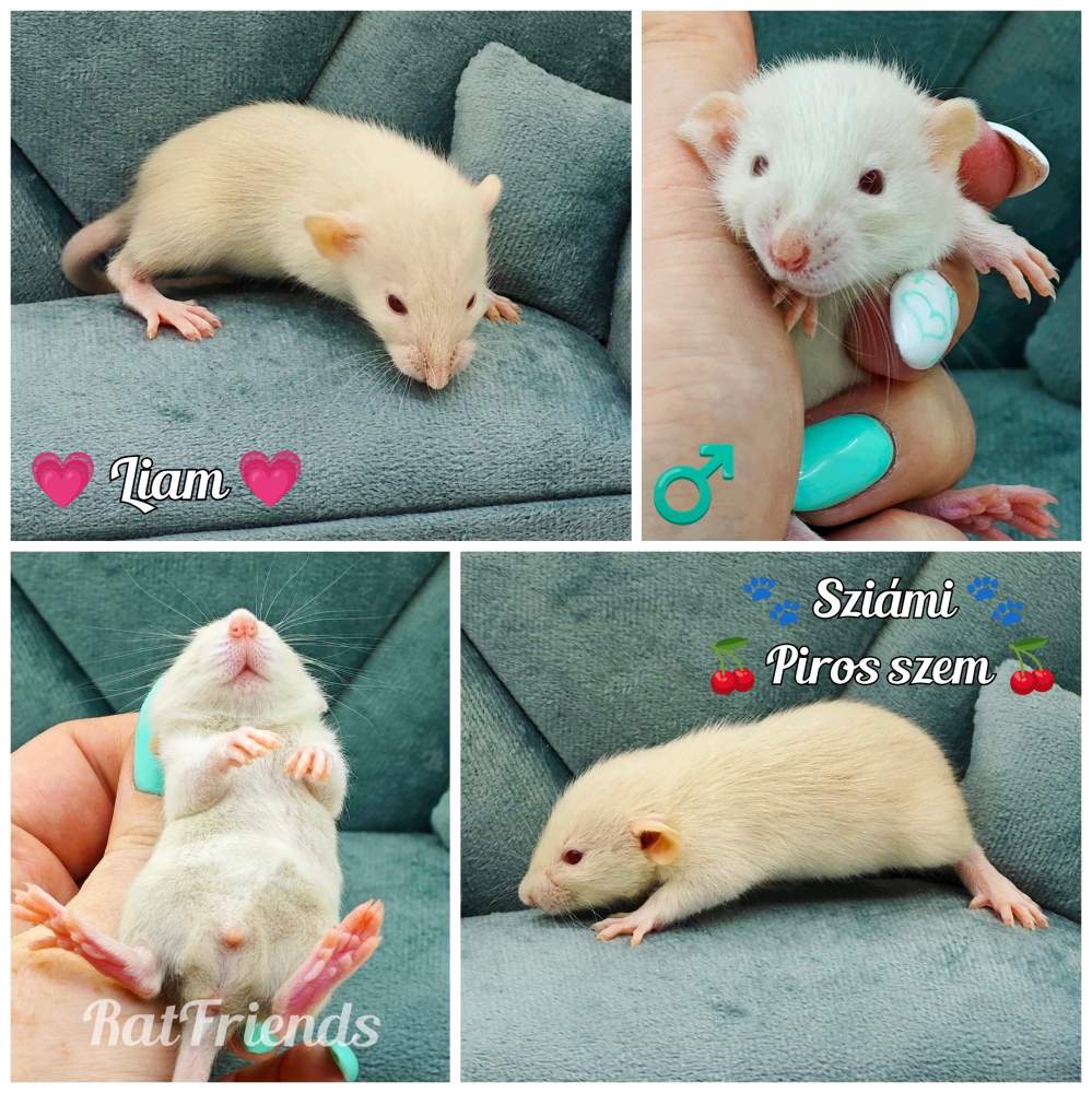 Fancy rat Owned by other Rattus norvegicus 