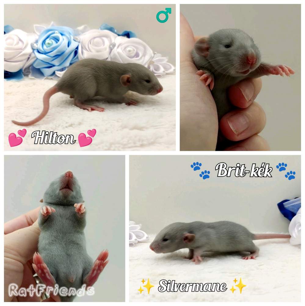 Fancy rat Breeder Rattus norvegicus 