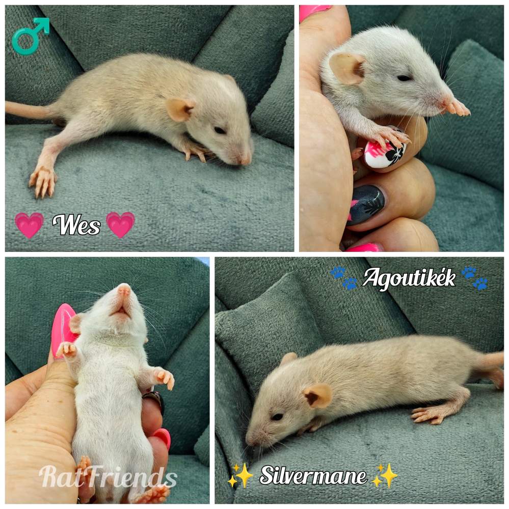 Fancy rat Available for rehoming Rattus norvegicus 