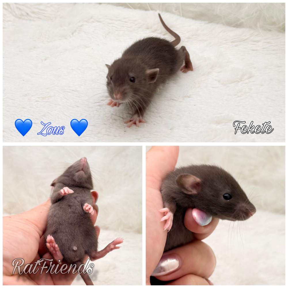Fancy rat Available for rehoming Rattus norvegicus 