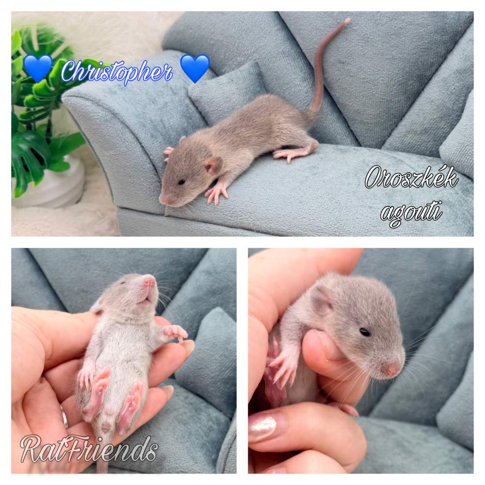 Fancy rat Available for rehoming Rattus norvegicus 