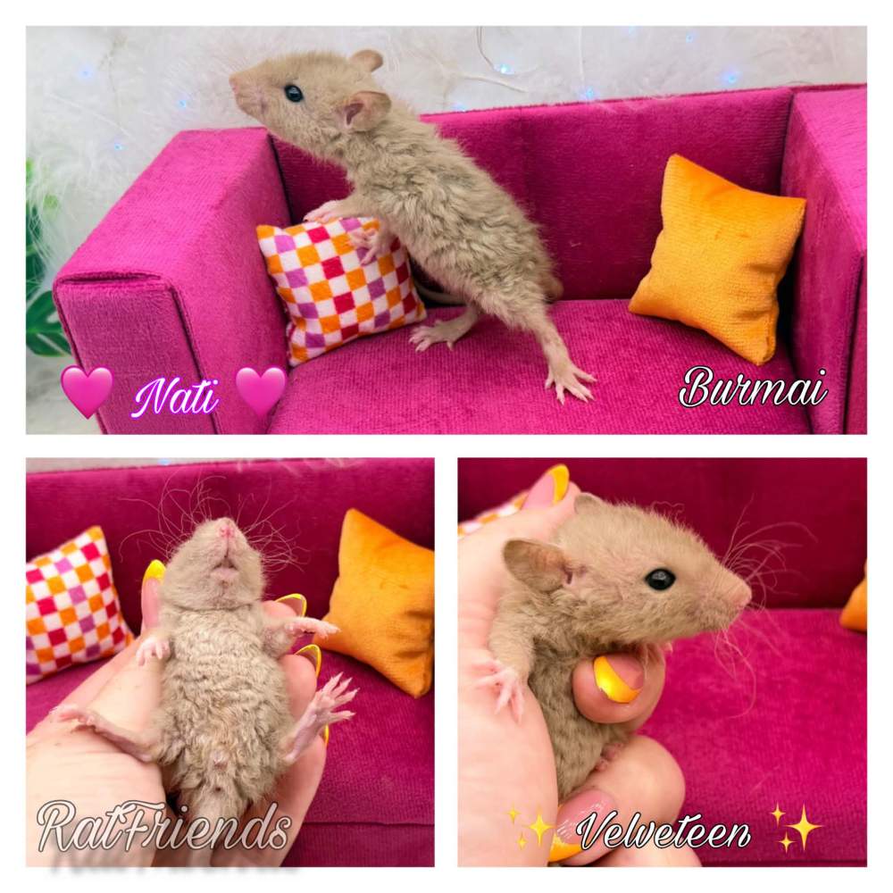 Fancy rat Breeder Rattus norvegicus 