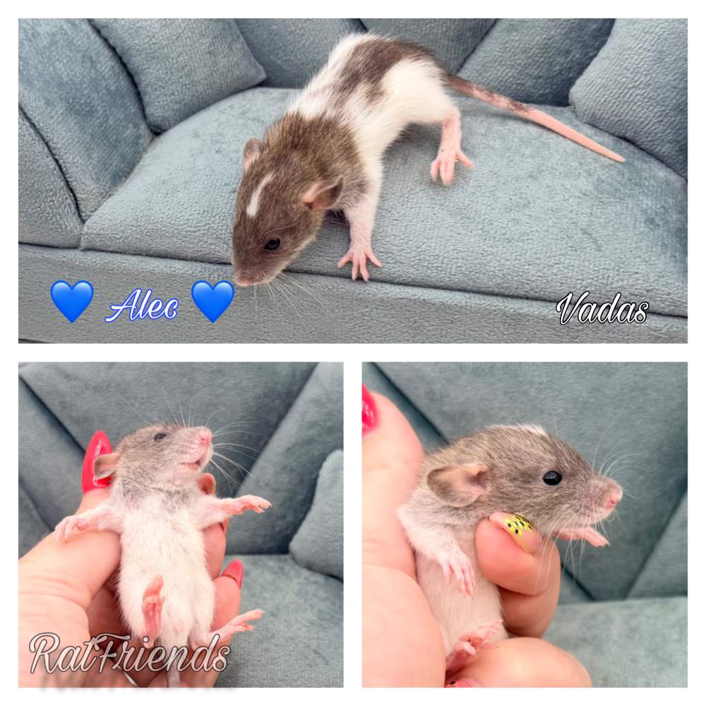 Fancy rat Available for rehoming Rattus norvegicus 