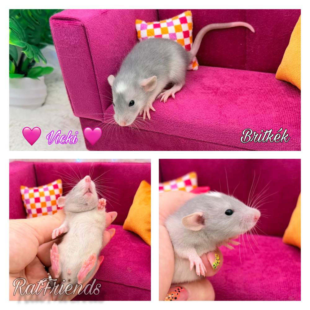Fancy rat Breeder Rattus norvegicus 