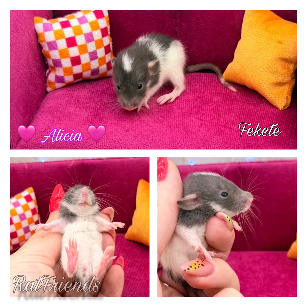 Fancy rat Available for rehoming Rattus norvegicus 