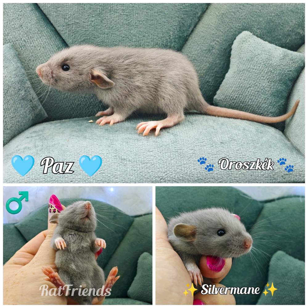 Fancy rat Available for rehoming Rattus norvegicus 
