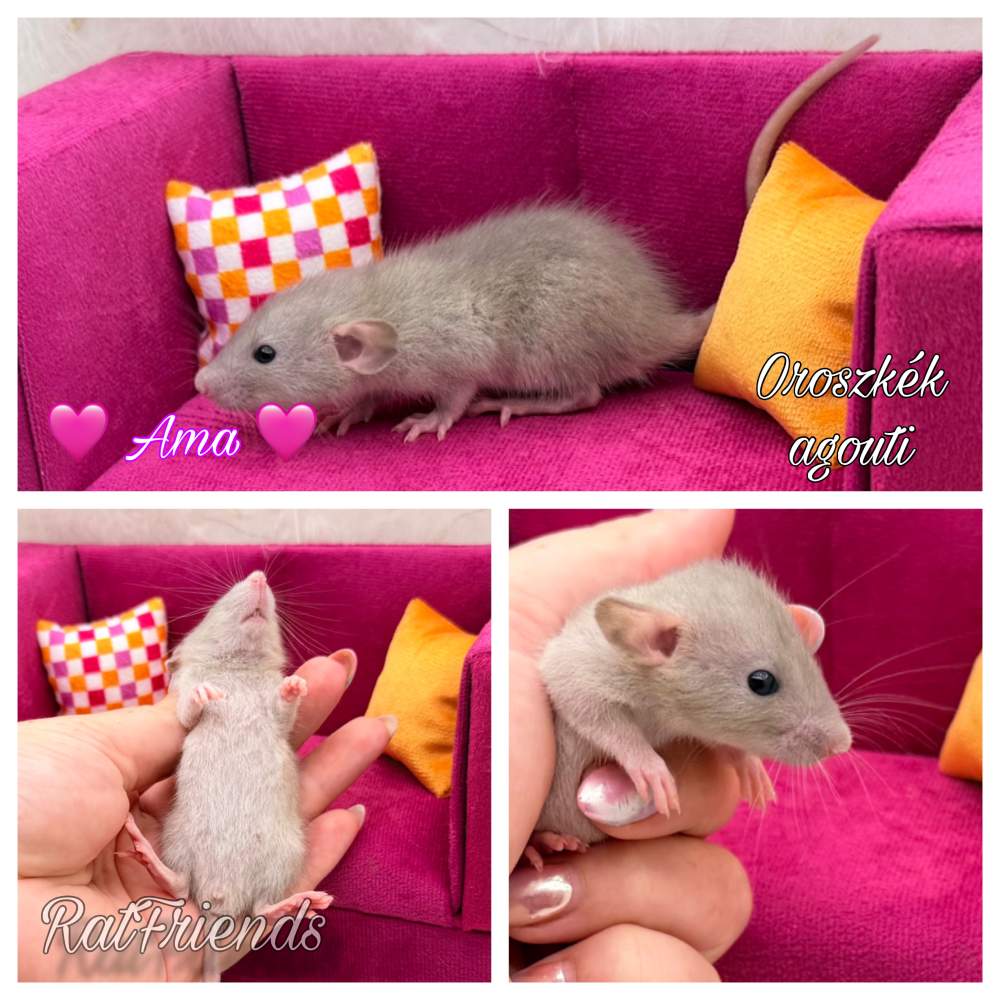 Fancy rat Available for rehoming Rattus norvegicus 