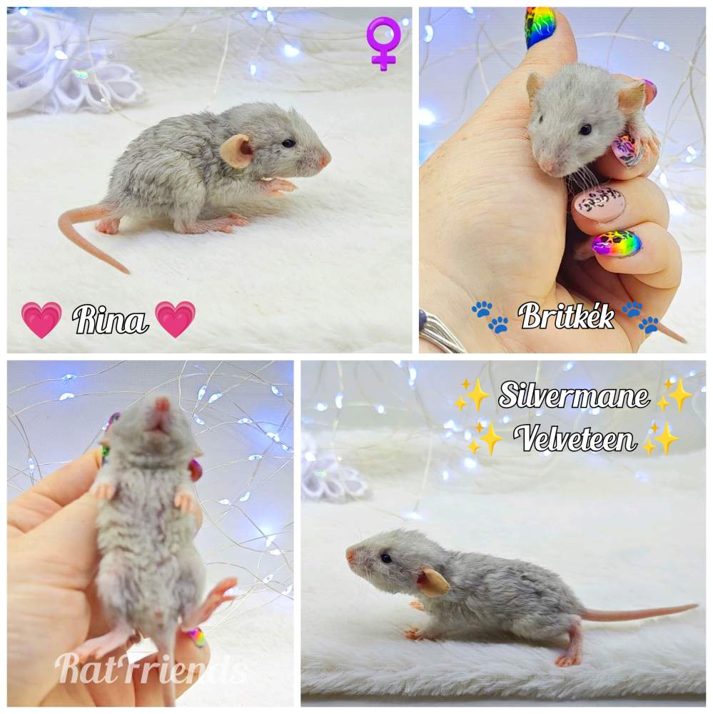 Fancy rat Owned by other Rattus norvegicus 