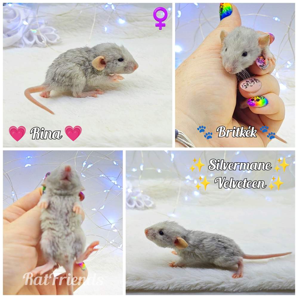 Fancy rat Breeder Rattus norvegicus 