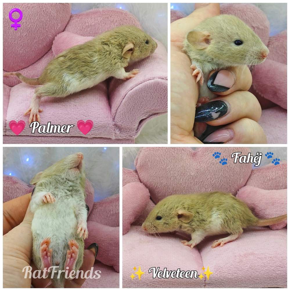 Fancy rat Breeder Rattus norvegicus 
