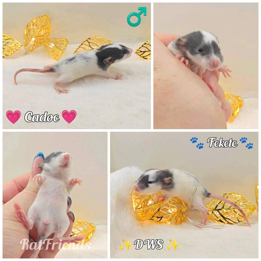 Fancy rat Owned by other Rattus norvegicus 