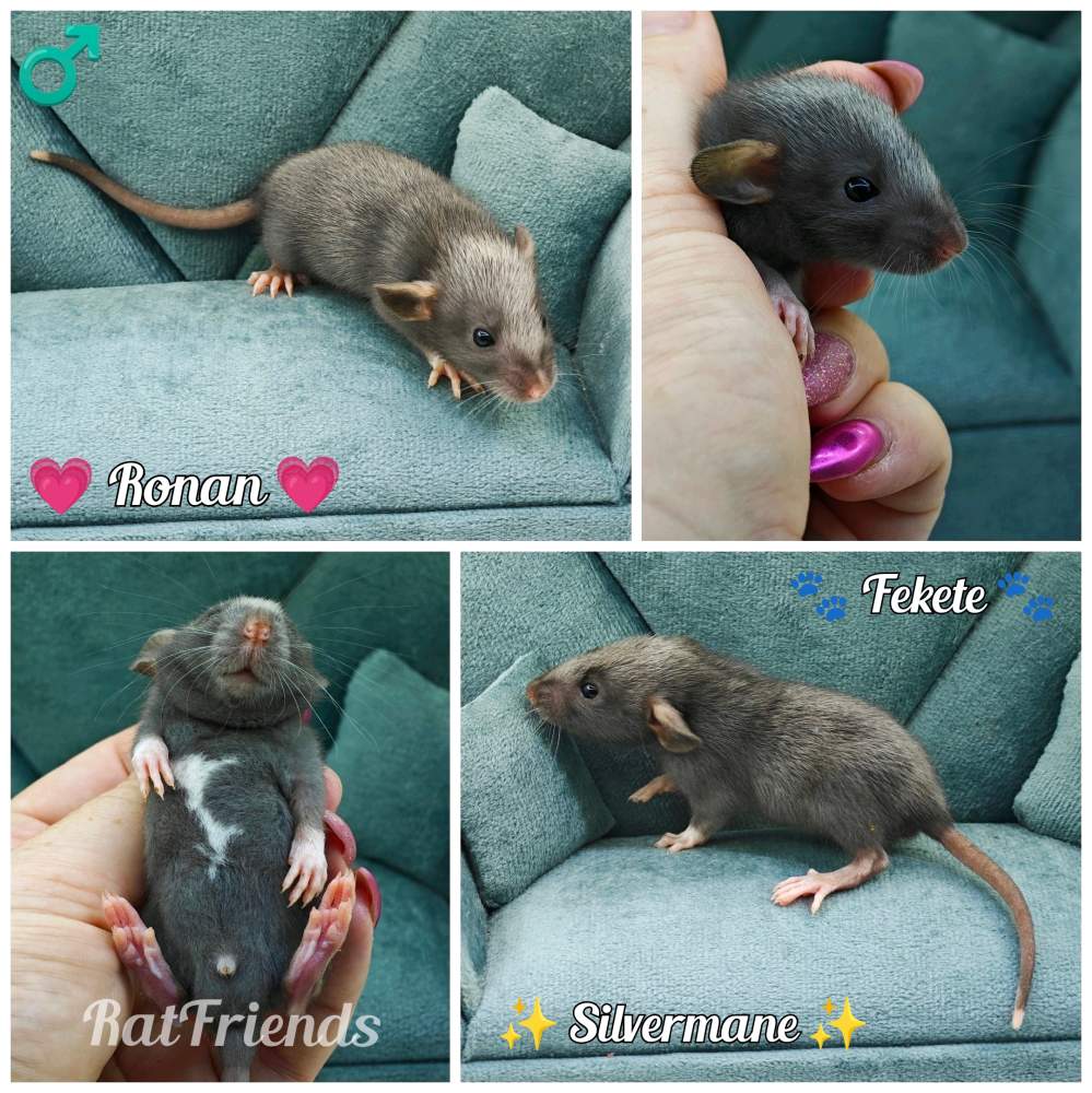 Fancy rat Rehomed Rattus norvegicus 