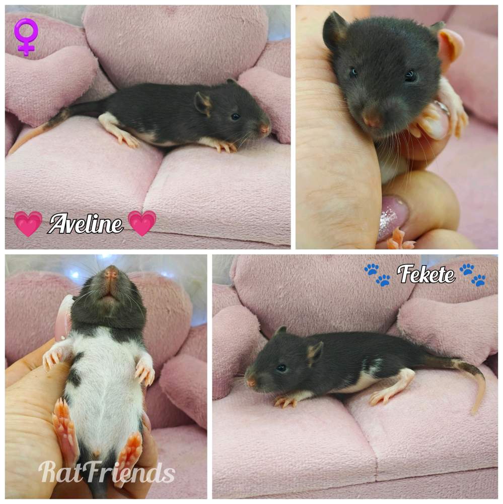 Fancy rat Available for rehoming Rattus norvegicus 