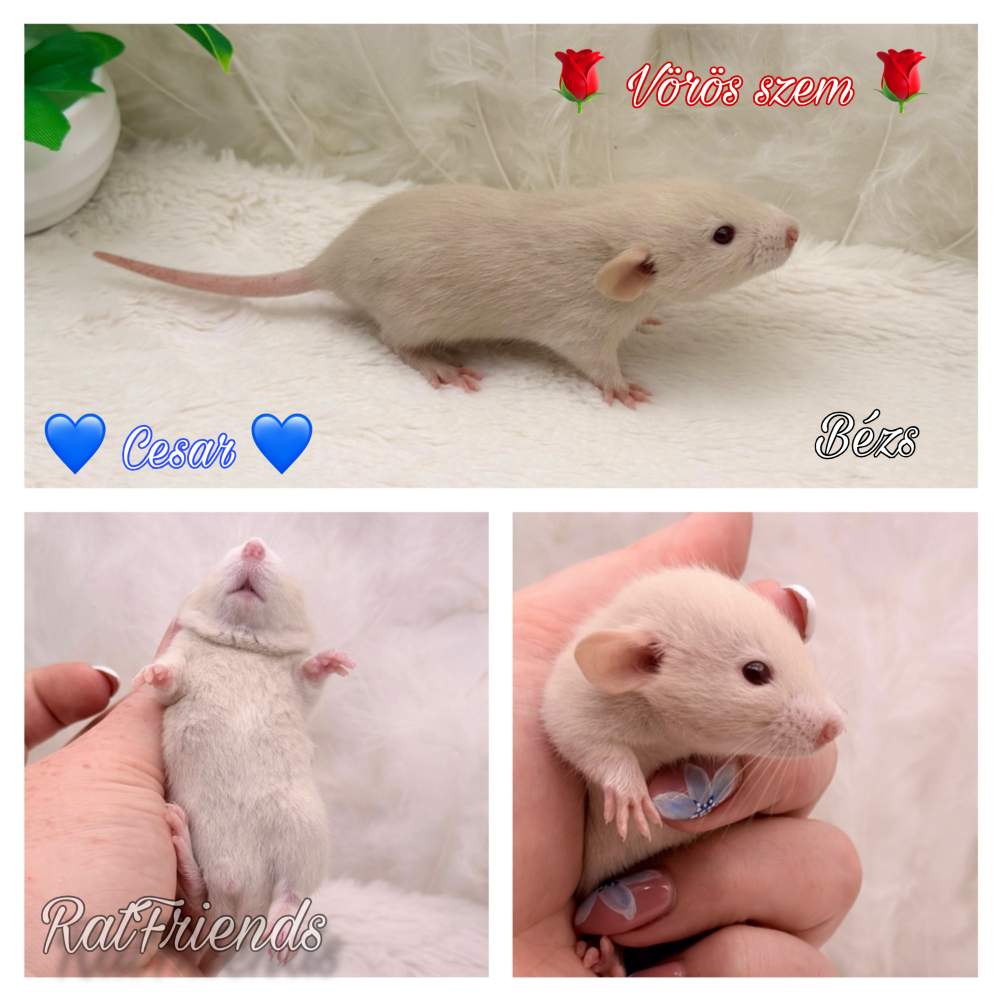 Fancy rat Available for rehoming Rattus norvegicus 