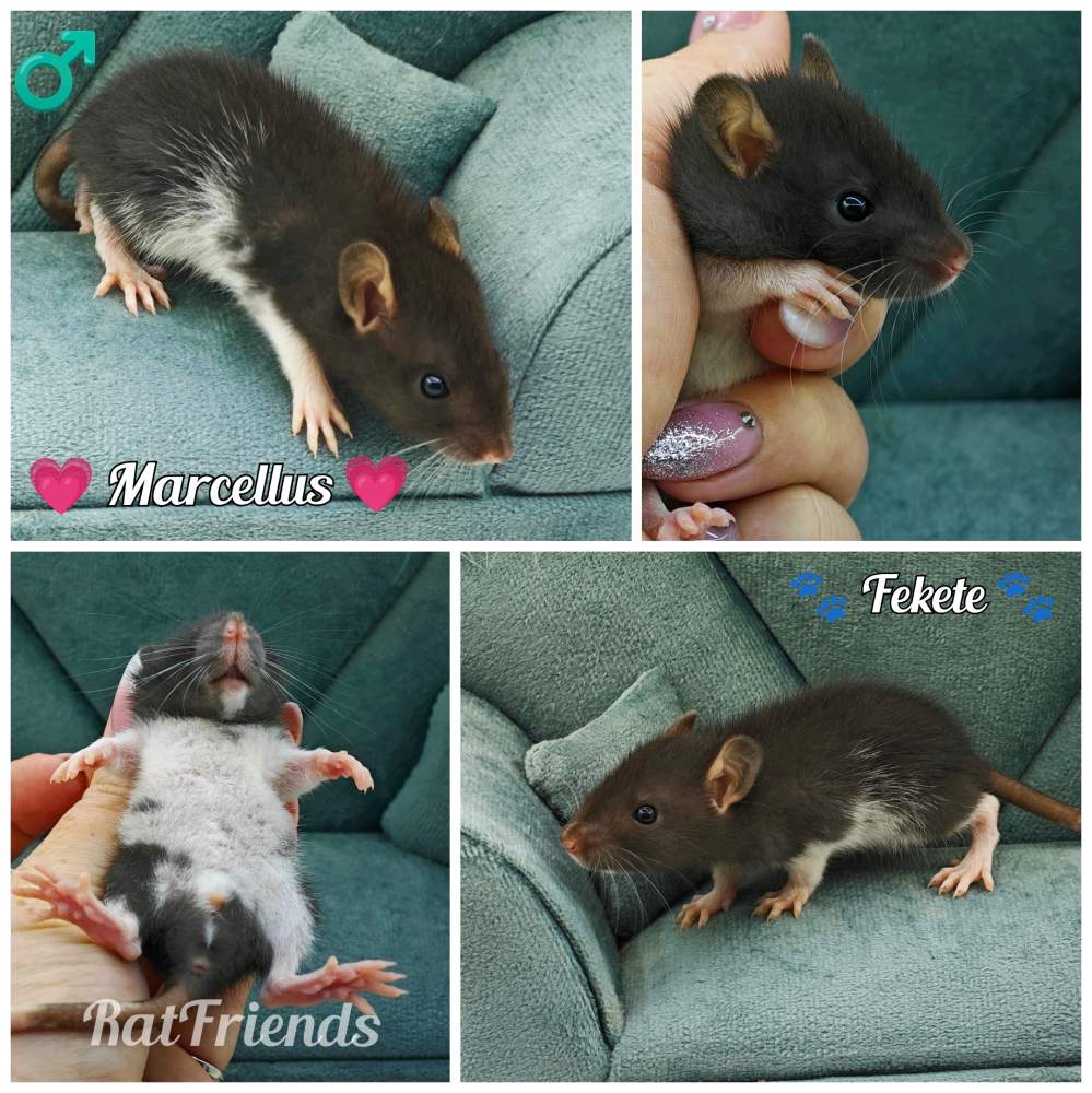 Fancy rat Available for rehoming Rattus norvegicus 