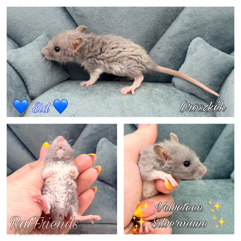 Fancy rat Available for rehoming Rattus norvegicus 
