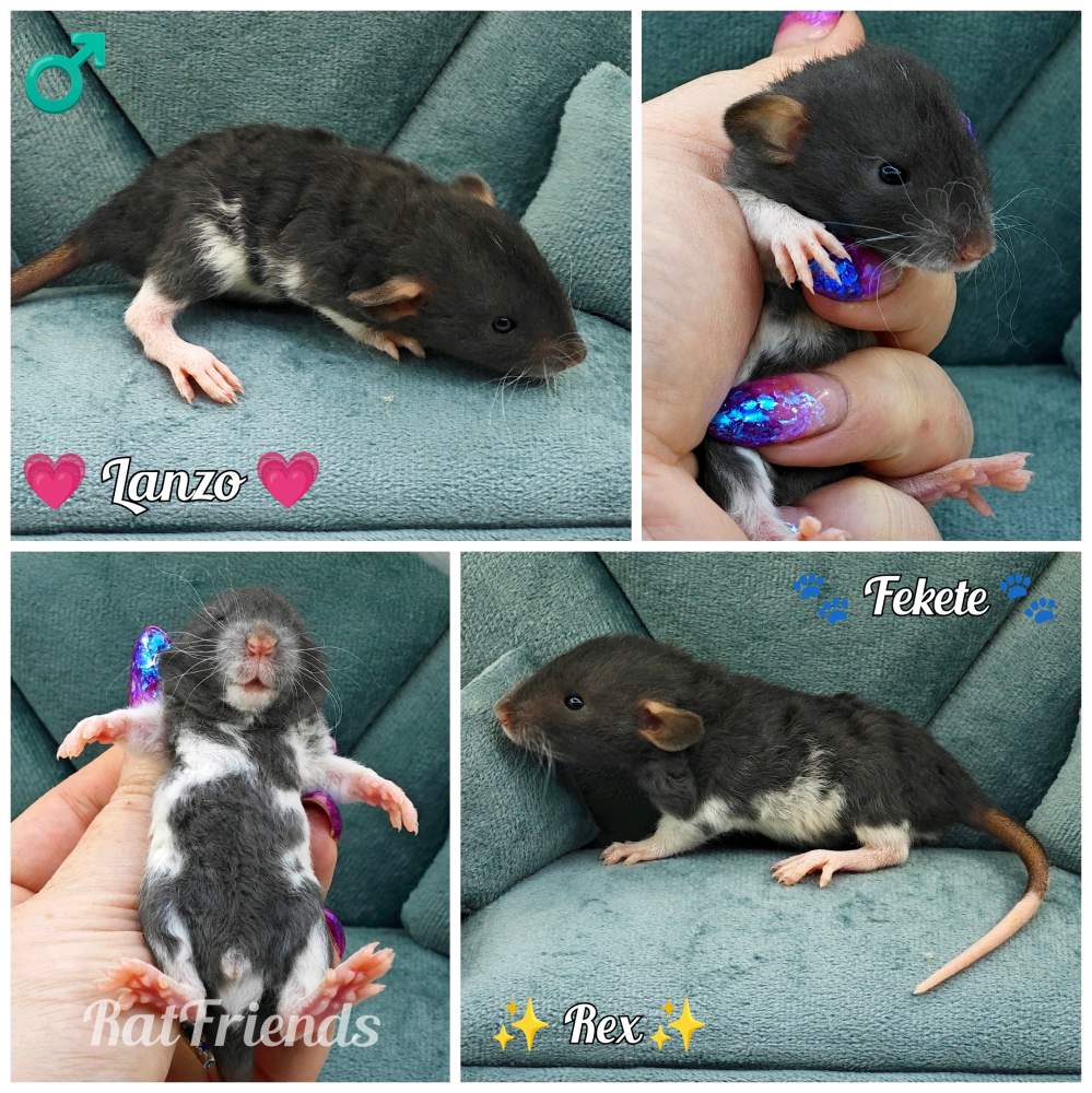 Fancy rat Breeder Rattus norvegicus 