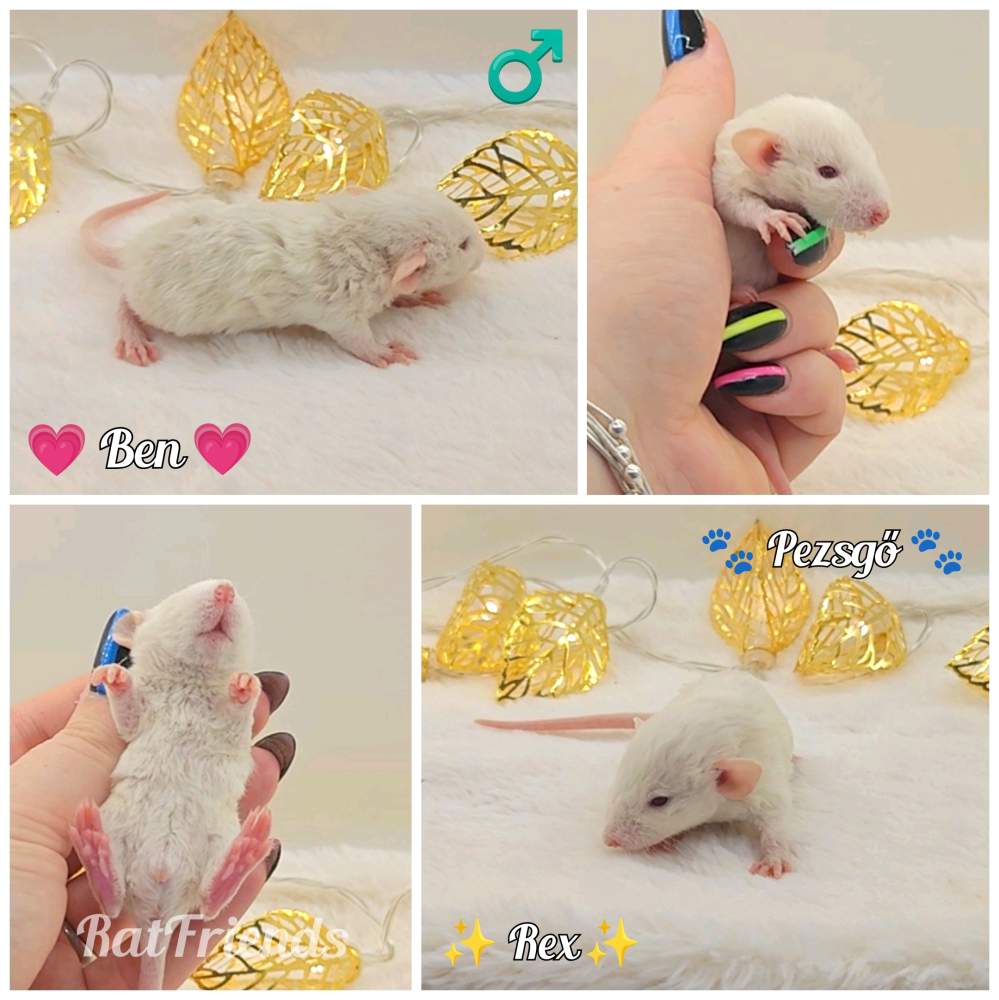 Fancy rat Owned by other Rattus norvegicus 