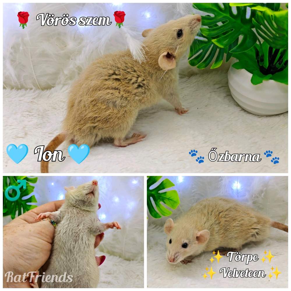 Fancy rat Breeder Rattus norvegicus 