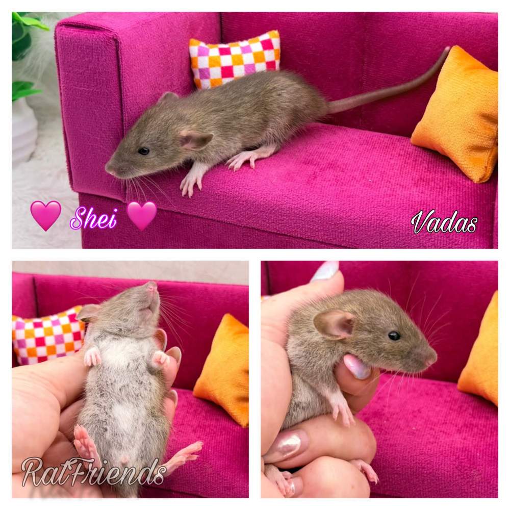 Fancy rat Available for rehoming Rattus norvegicus 