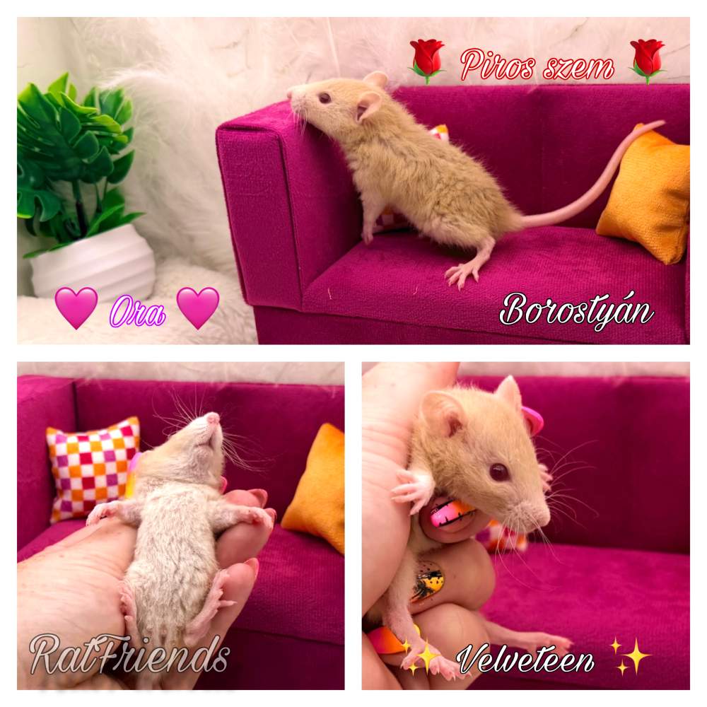 Fancy rat Available for rehoming Rattus norvegicus 