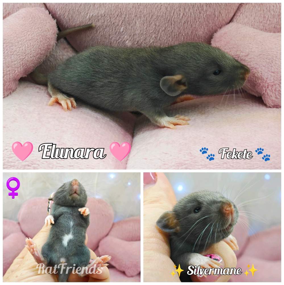 Fancy rat Available for rehoming Rattus norvegicus 