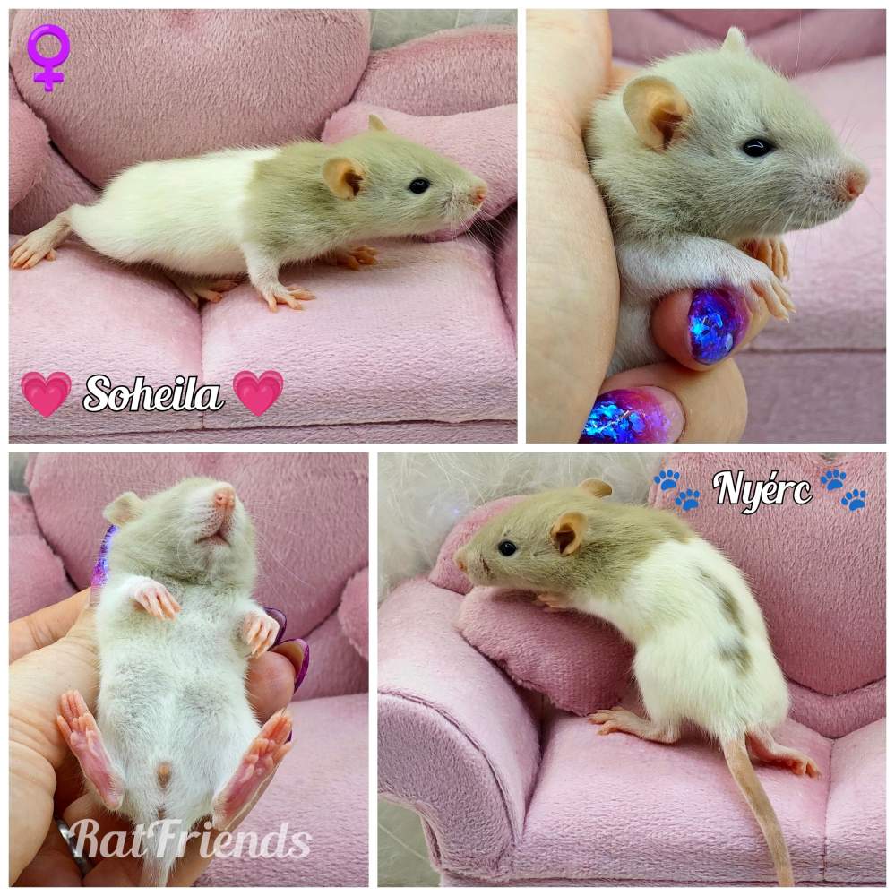 Fancy rat Owned by other Rattus norvegicus 