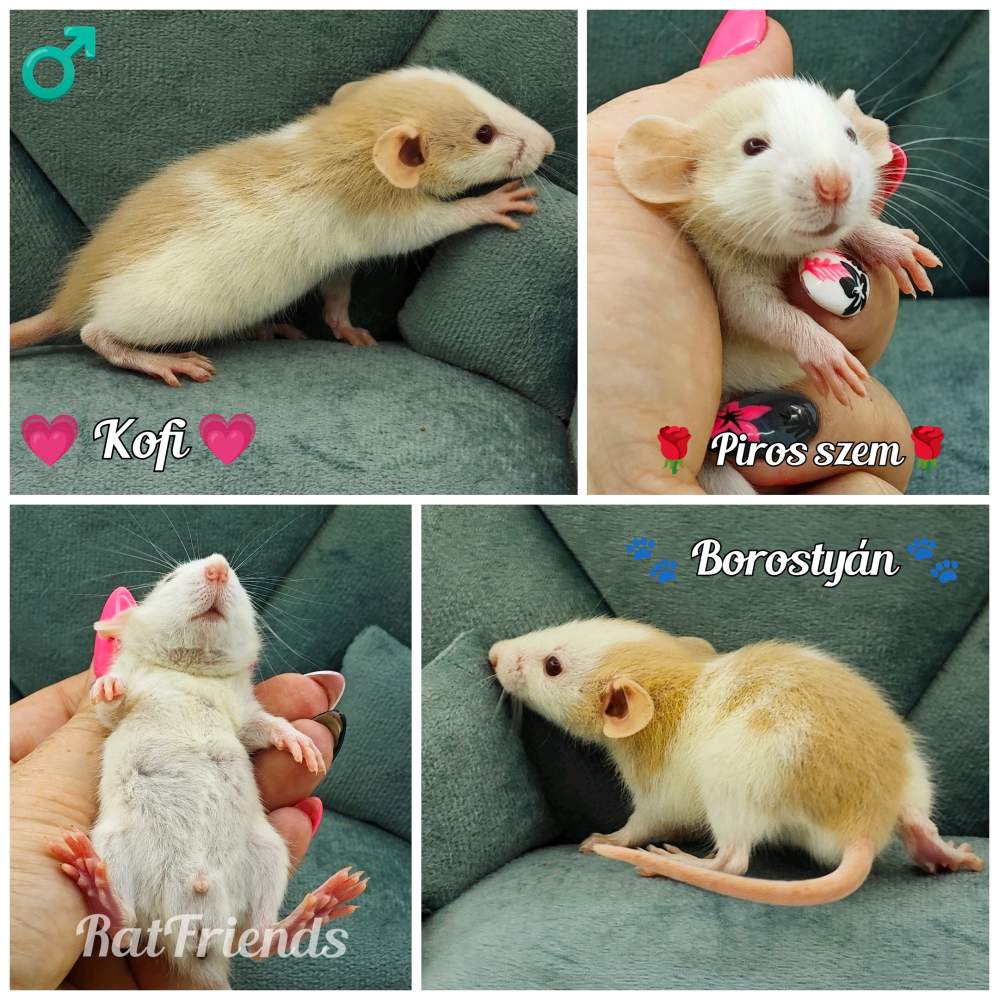 Fancy rat Rehomed Rattus norvegicus 