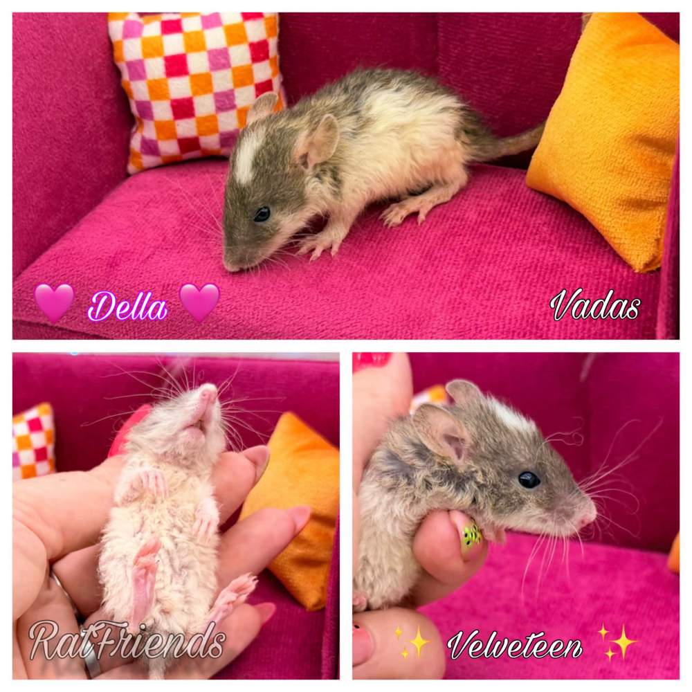 Fancy rat Available for rehoming Rattus norvegicus 