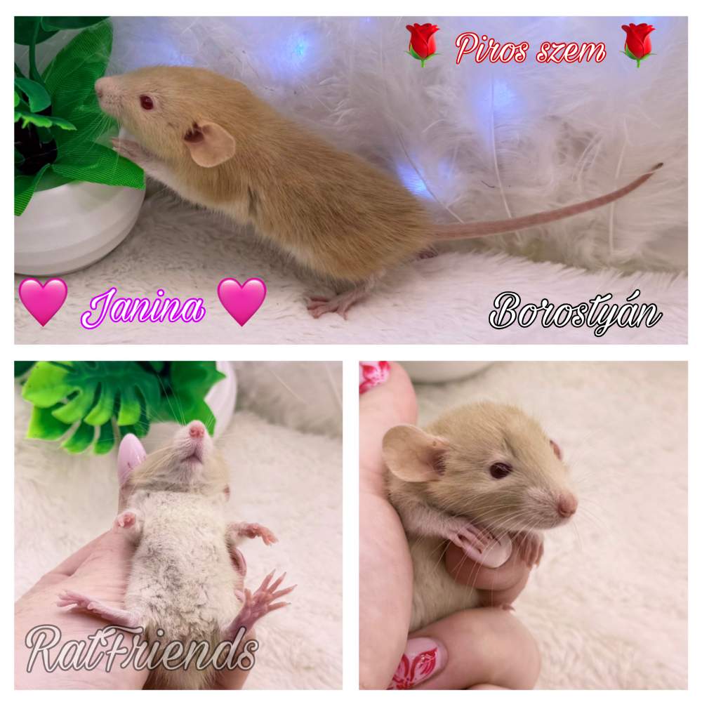 Fancy rat Available for rehoming Rattus norvegicus 