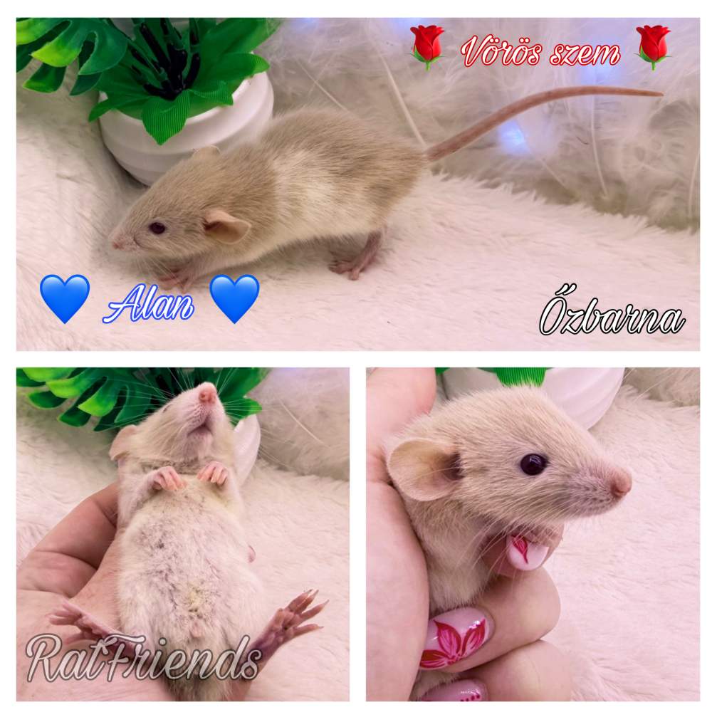 Fancy rat Available for rehoming Rattus norvegicus 