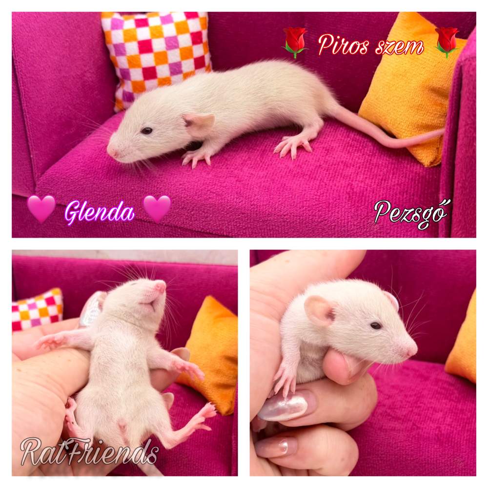Fancy rat Available for rehoming Rattus norvegicus 