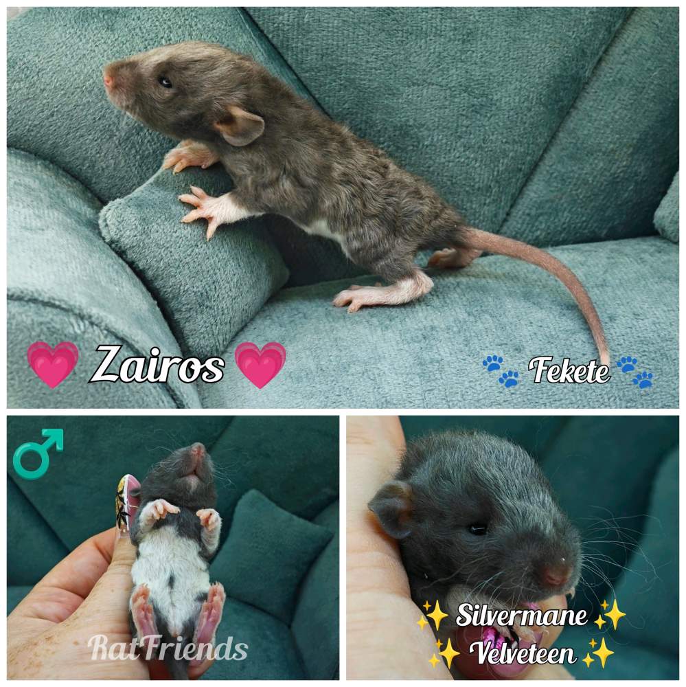 Fancy rat Owned by other Rattus norvegicus 