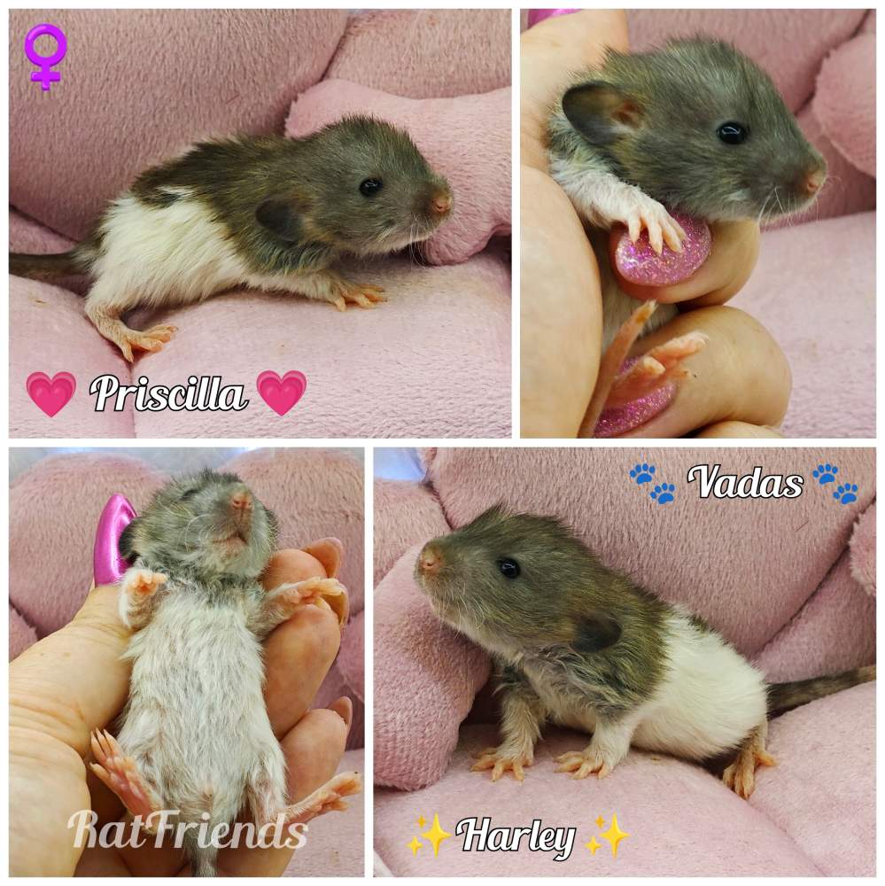 Fancy rat Owned by other Rattus norvegicus 