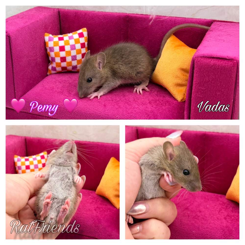Fancy rat Breeder Rattus norvegicus 