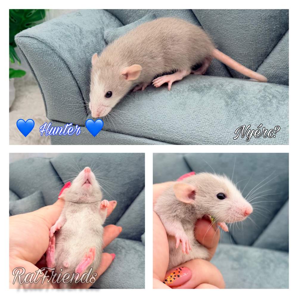 Fancy rat Breeder Rattus norvegicus 