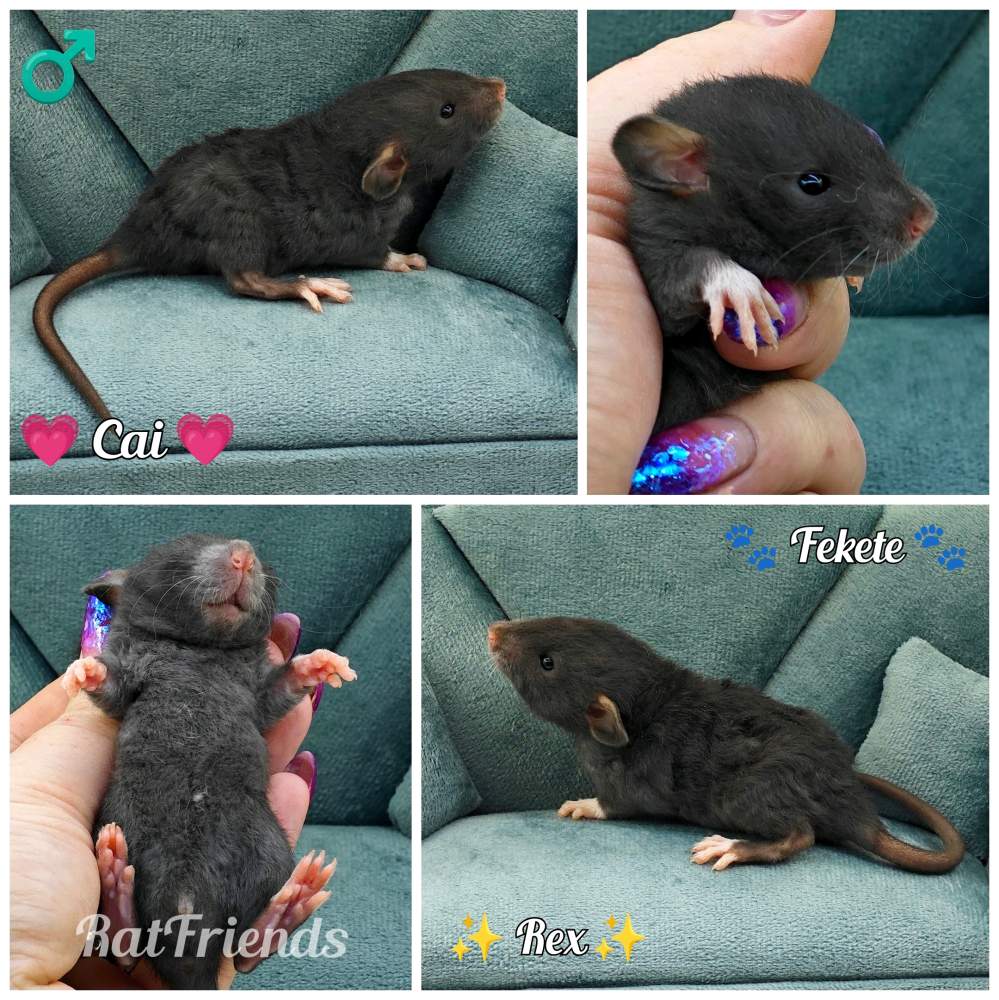 Fancy rat Owned by other Rattus norvegicus 