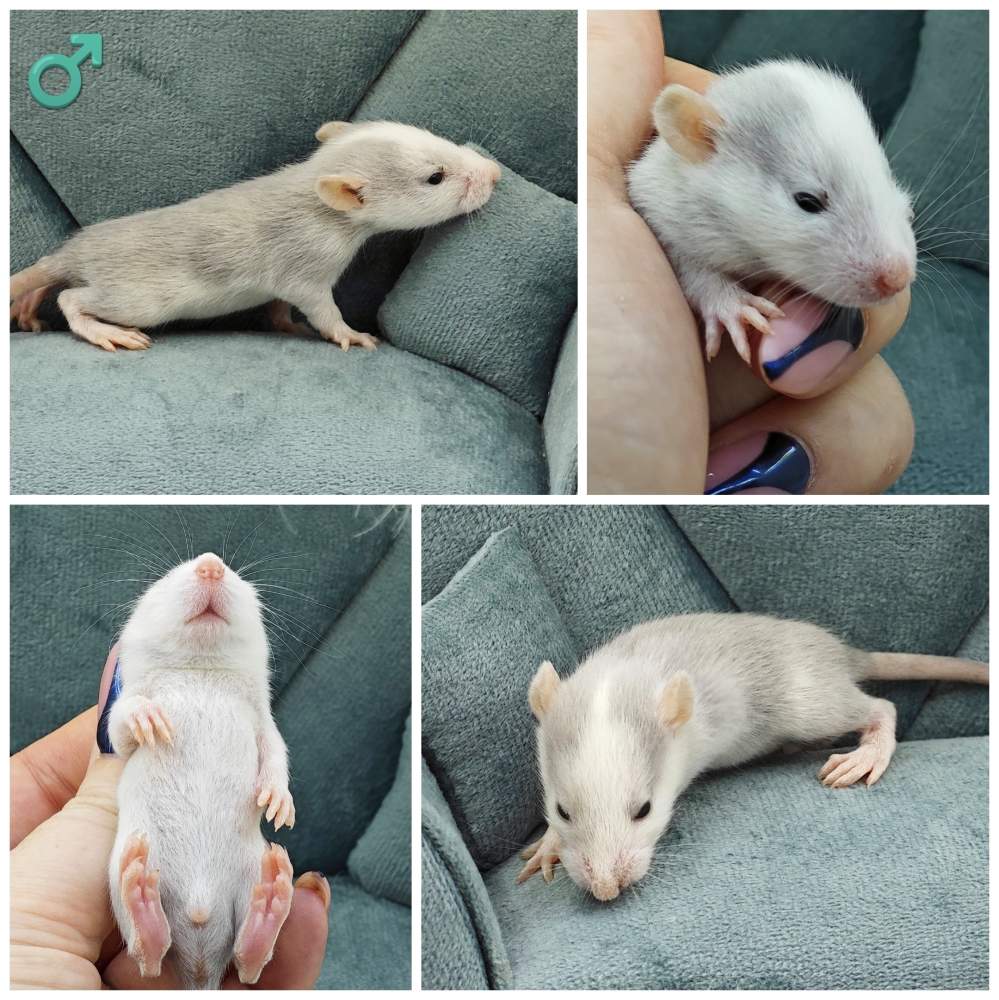 Fancy rat Breeder Rattus norvegicus 
