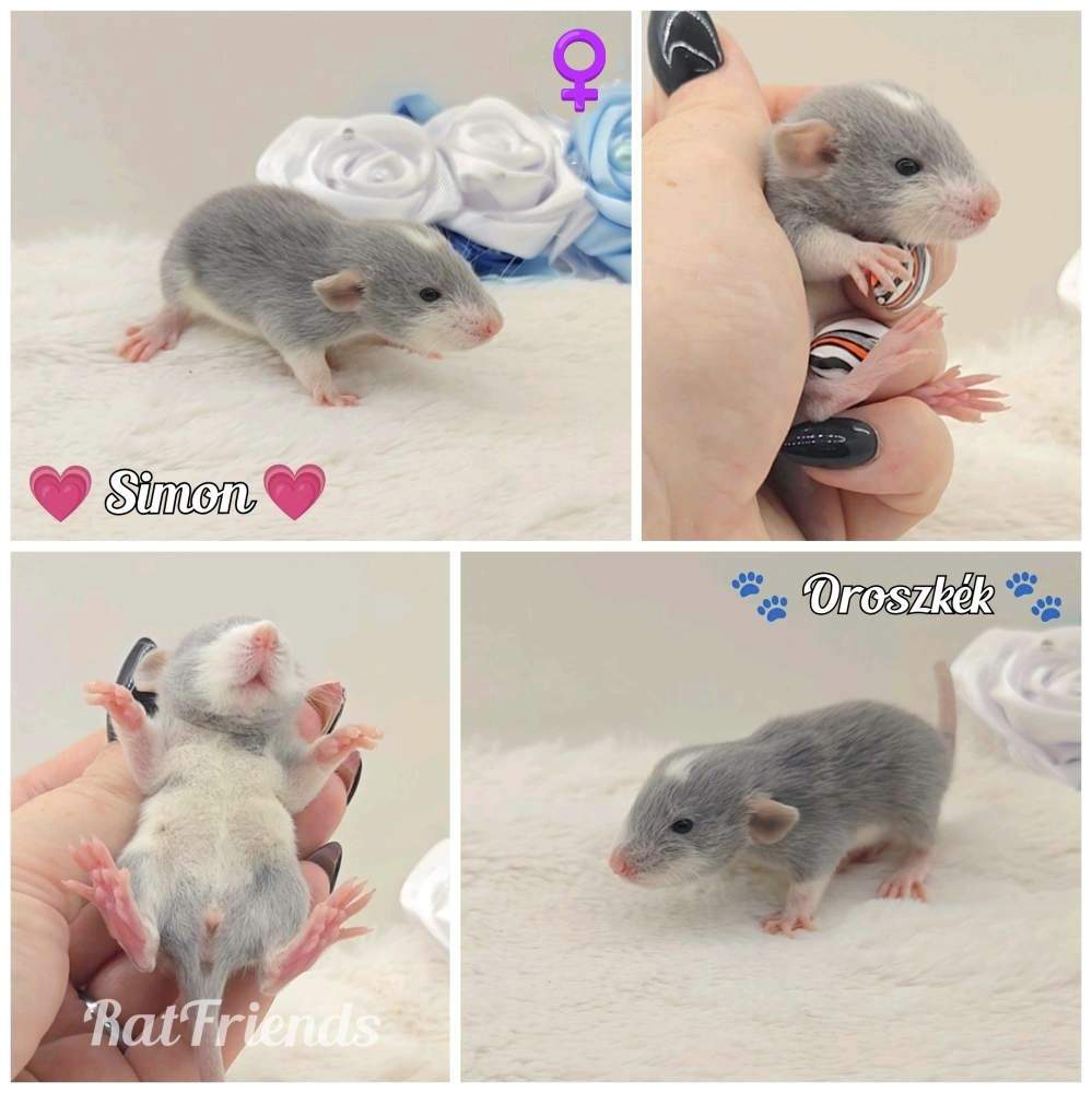 Fancy rat Owned by other Rattus norvegicus 