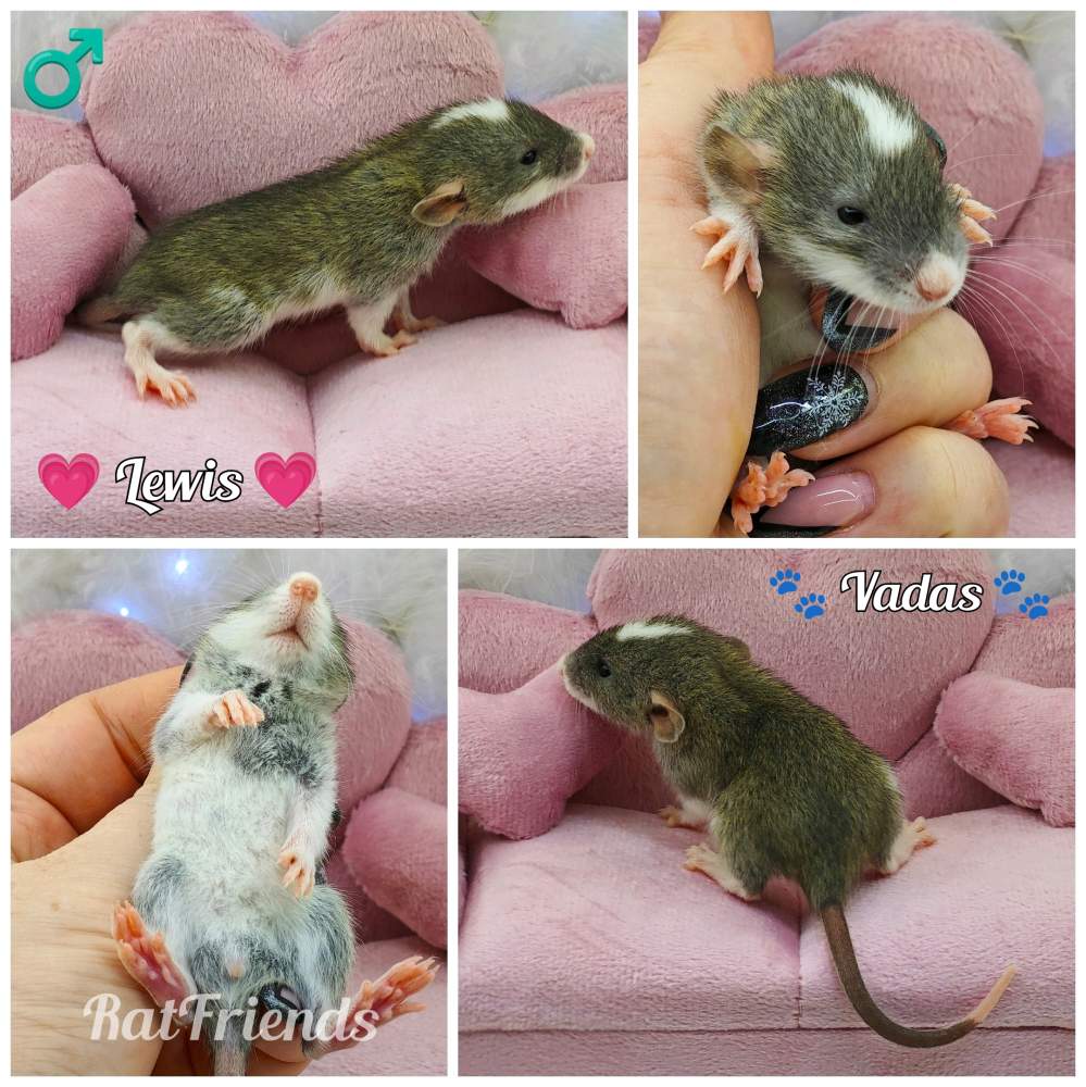 Fancy rat Owned by other Rattus norvegicus 