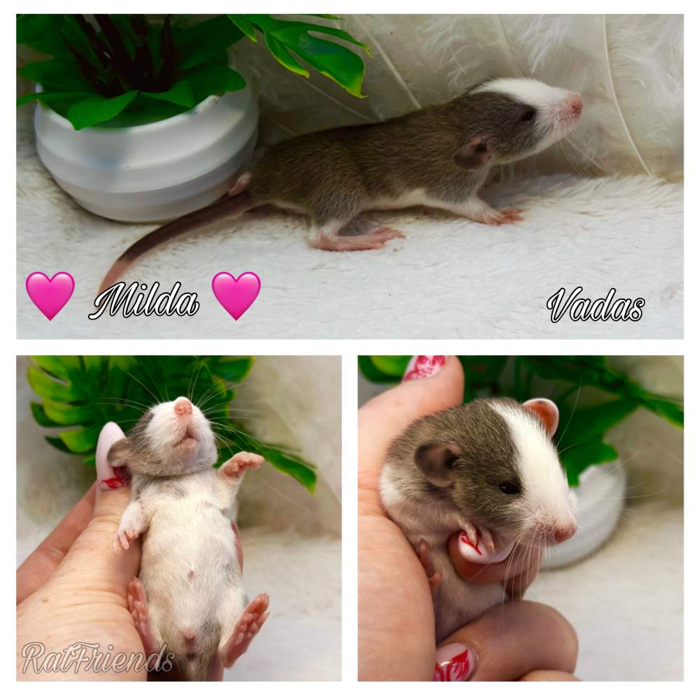 Fancy rat Available for rehoming Rattus norvegicus 