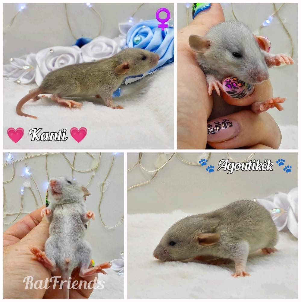 Fancy rat Owned by other Rattus norvegicus 